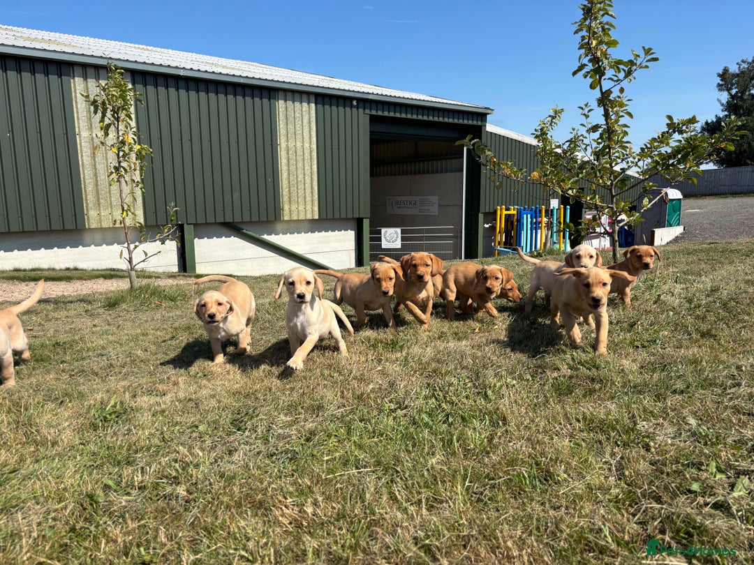 Labrador Retriever dogs for sale: Chunky Labrador puppy’s  - Image 1