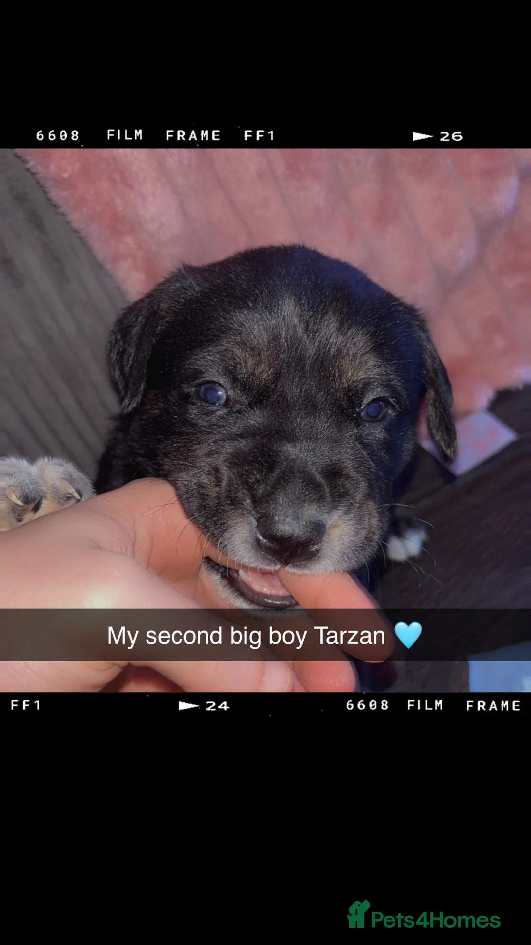 Mixed Breed dogs for sale: 10 beautiful puppies canecorso X huskyakita - Advert 15