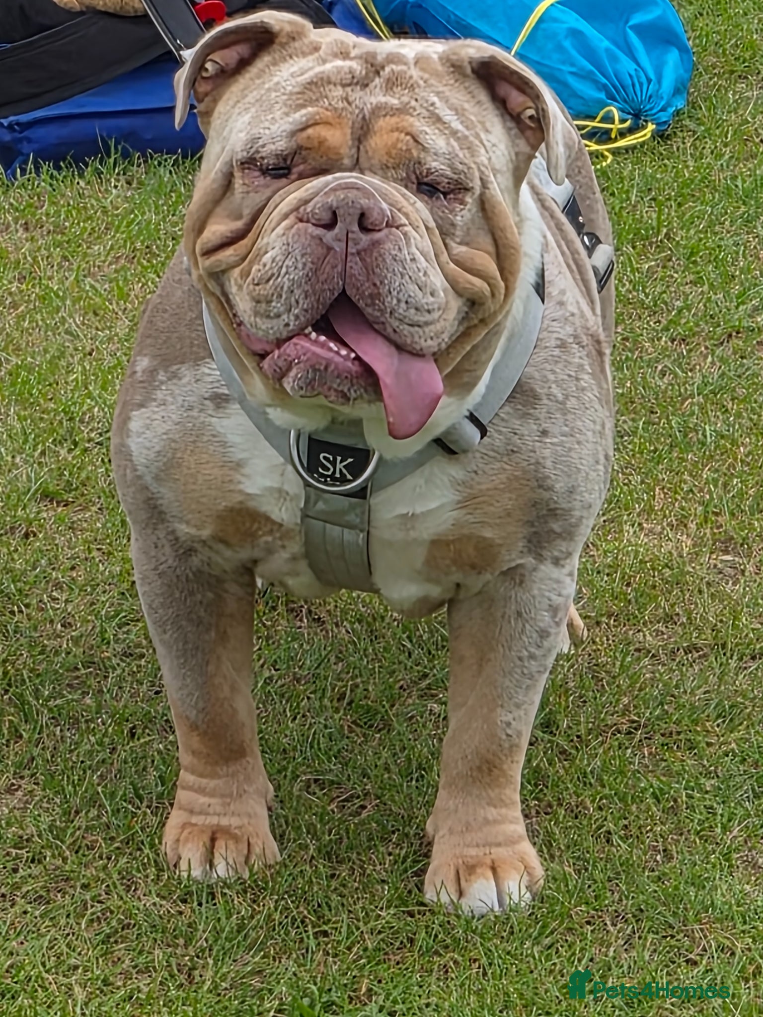 Olde English Bulldogge dogs Olde English Bulldogge - Advert 1
