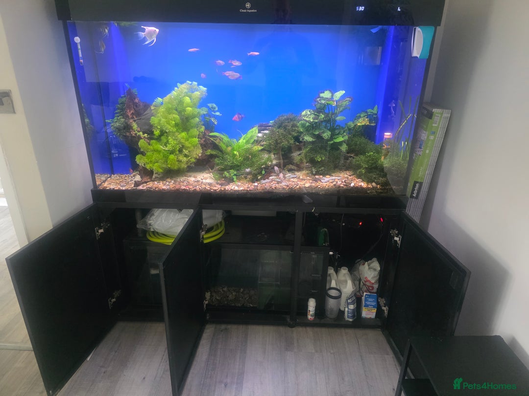 Loaches fish for sale: Large Cleair Aquatics tank with sump - Image 2