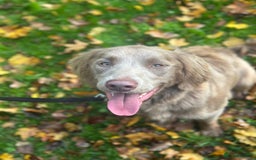 Springador dogs for sale: Springerdor male for rehome  - Advert 1