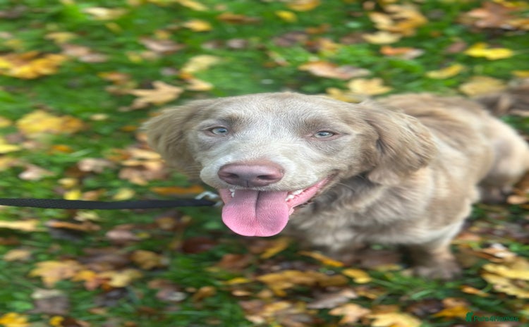 Springador dogs Springerdor male for rehome  - Advert 1