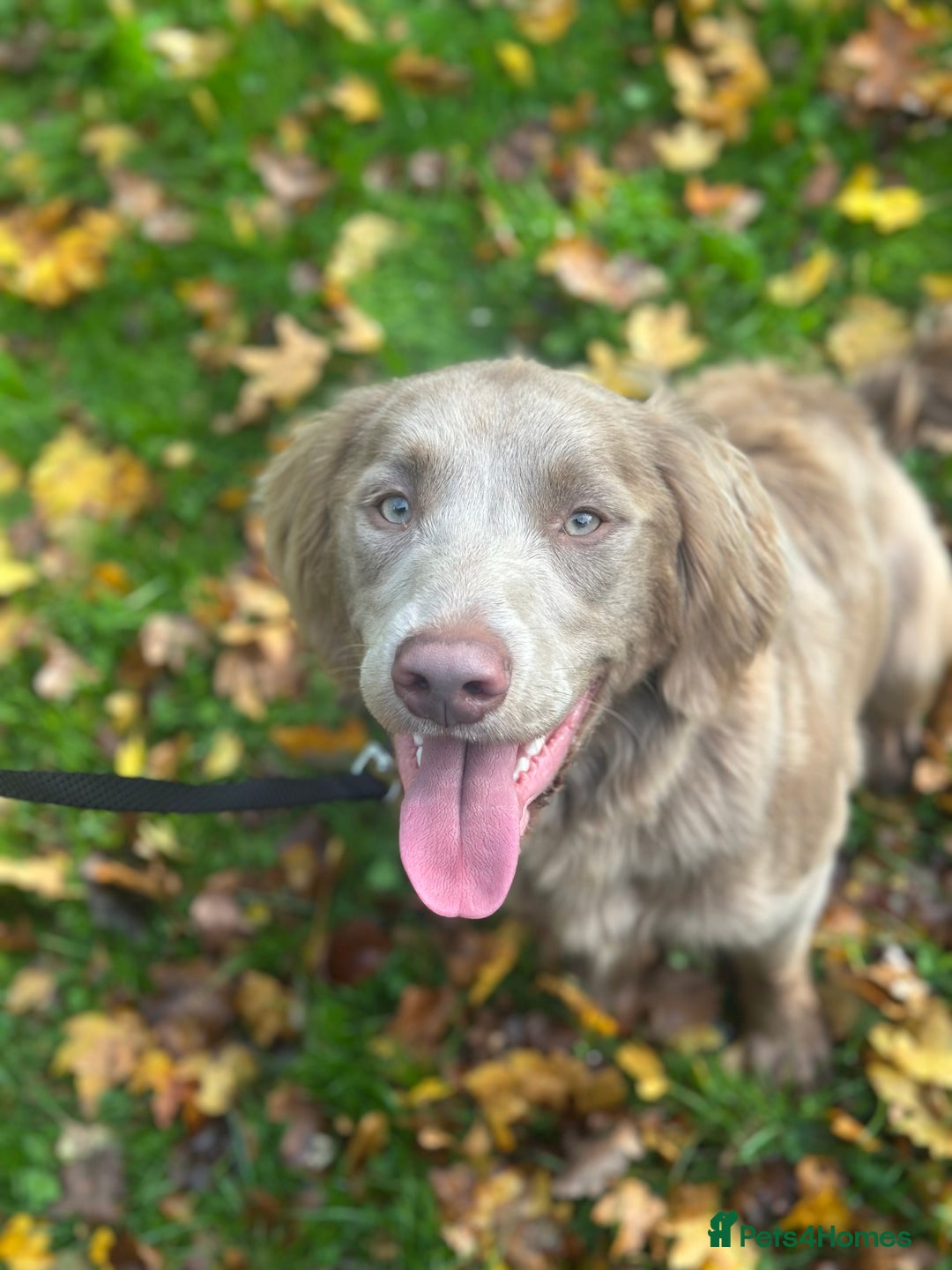 Springador dogs for sale: Springerdor male for rehome  - Advert 1