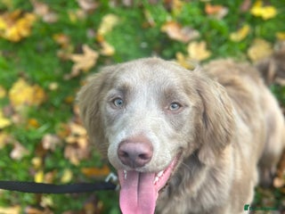 Springador dogs Springerdor male for rehome - Advert 1