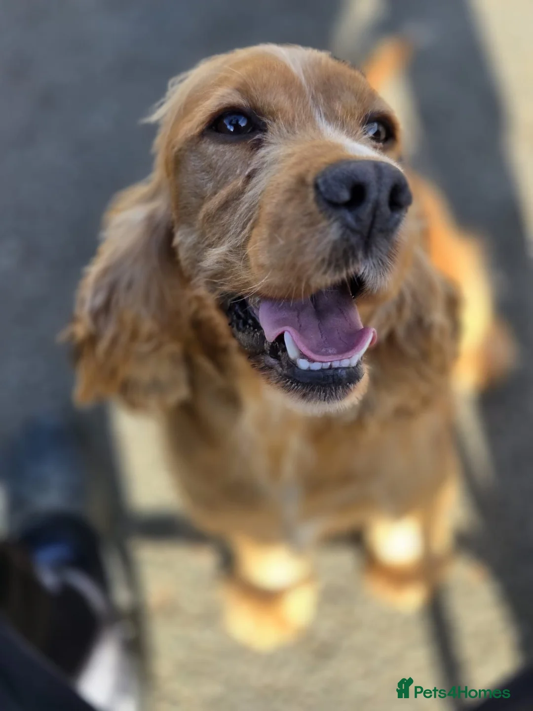 Cocker Spaniel dogs for sale: Our lovely Lillie is looking for her forever home - Advert 1