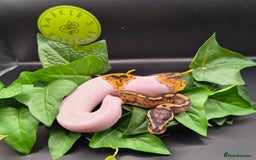 Python Snake reptiles for sale: Pastel Piebald 50% het Clown - Image 1