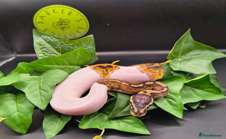 Python Snake reptiles - Advert 15