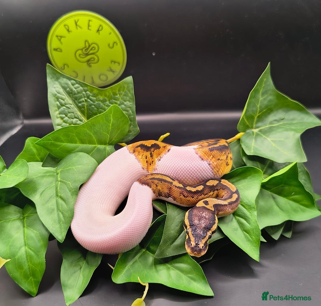 Python Snake reptiles for sale: Pastel Piebald 50% het Clown - Image 1