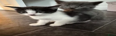 Mixed Breed Kitten 4