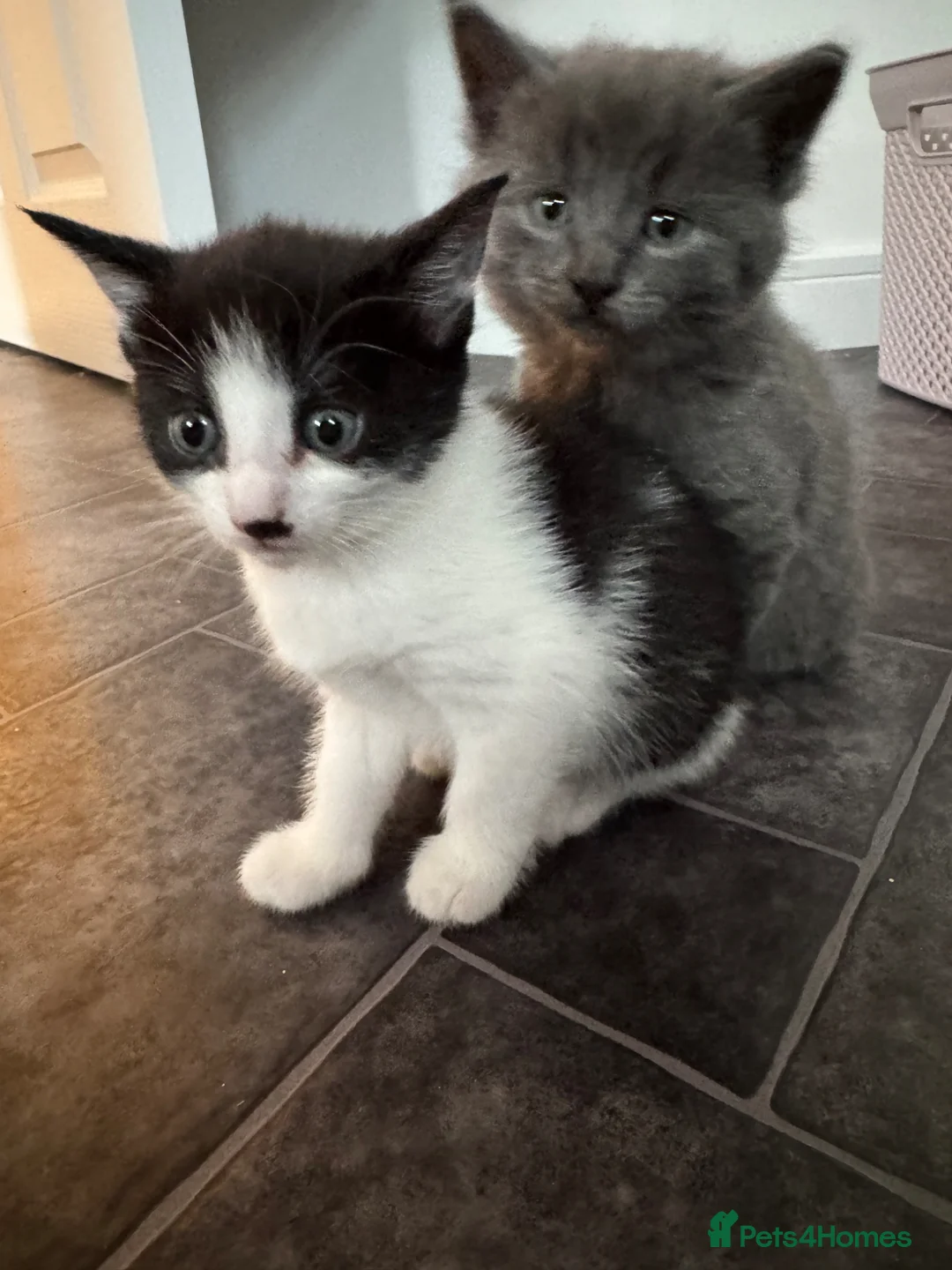 Mixed Breed cats for sale: Beautiful Friendly Mixed Breed Kittens  - Advert 2