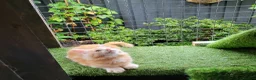 Maine Coon cats for sale: Maine Coon kittens for sale CF81  - Advert 10