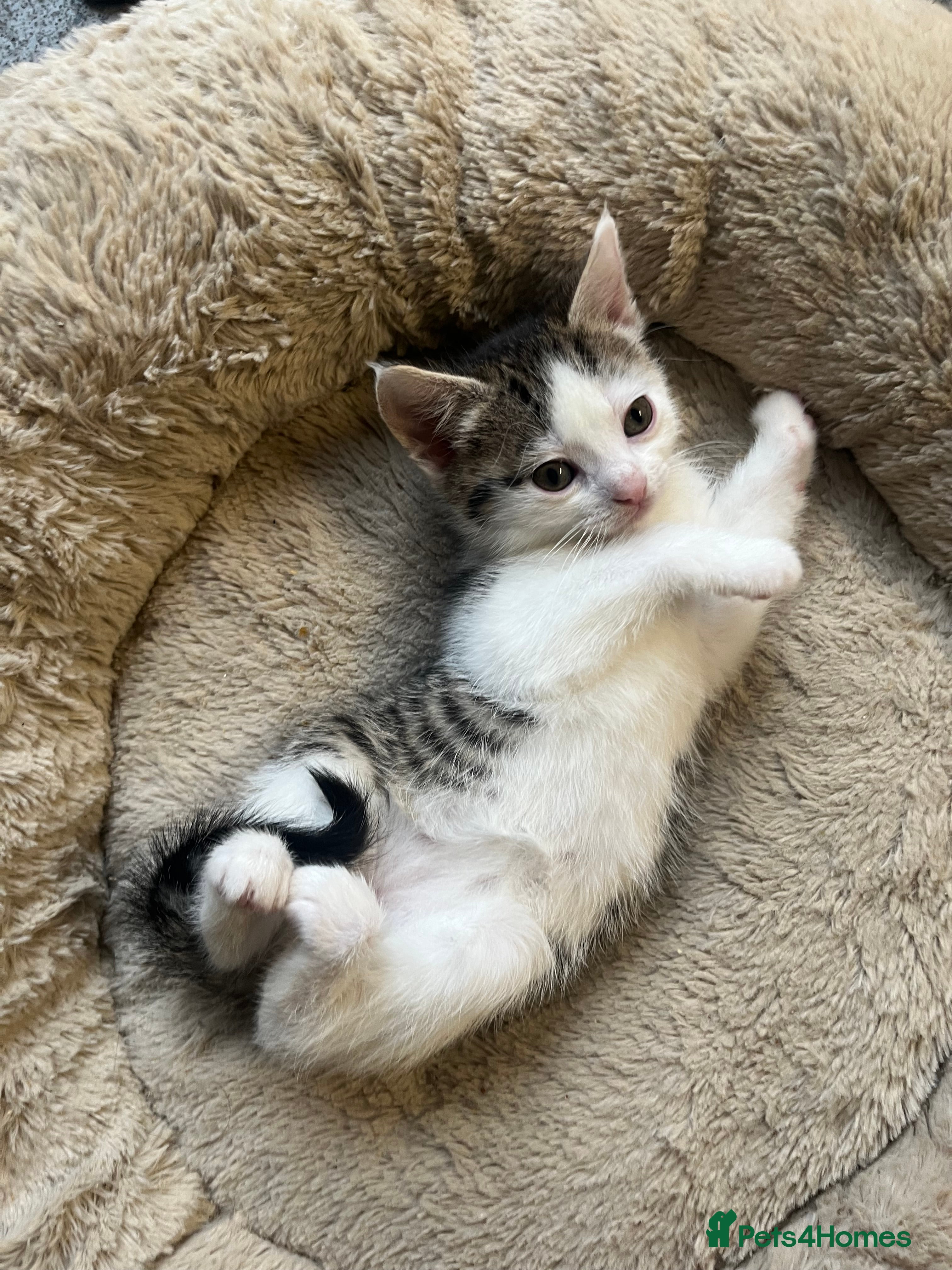 Mixed Breed cats 2 Adorable 8 week old kittens - Advert 16