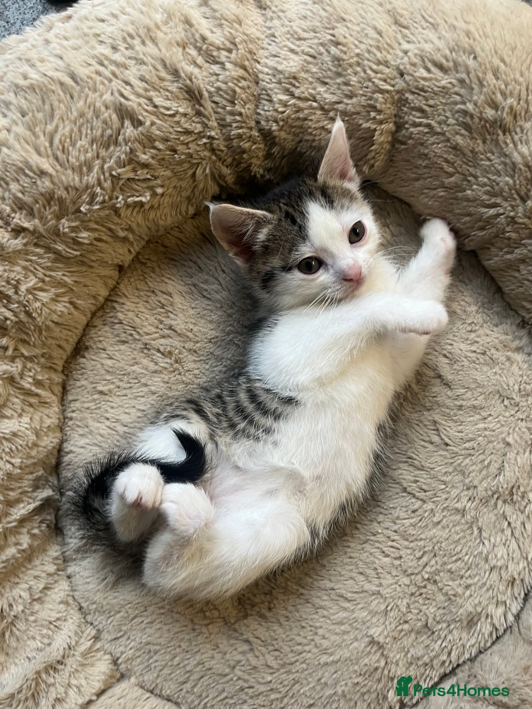 Mixed Breed cats for sale: 2 Adorable 8 week old kittens - Advert 1