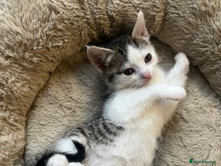 Mixed Breed cats 2 Adorable 8 week old kittens - Advert 18