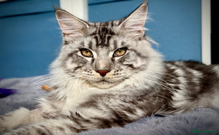 Maine Coon cats - Advert 8