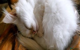 Ragdoll cats for sale: Long-haired Ragdoll Kitten Icy Blue Eyes 💎🐾 - Image 9