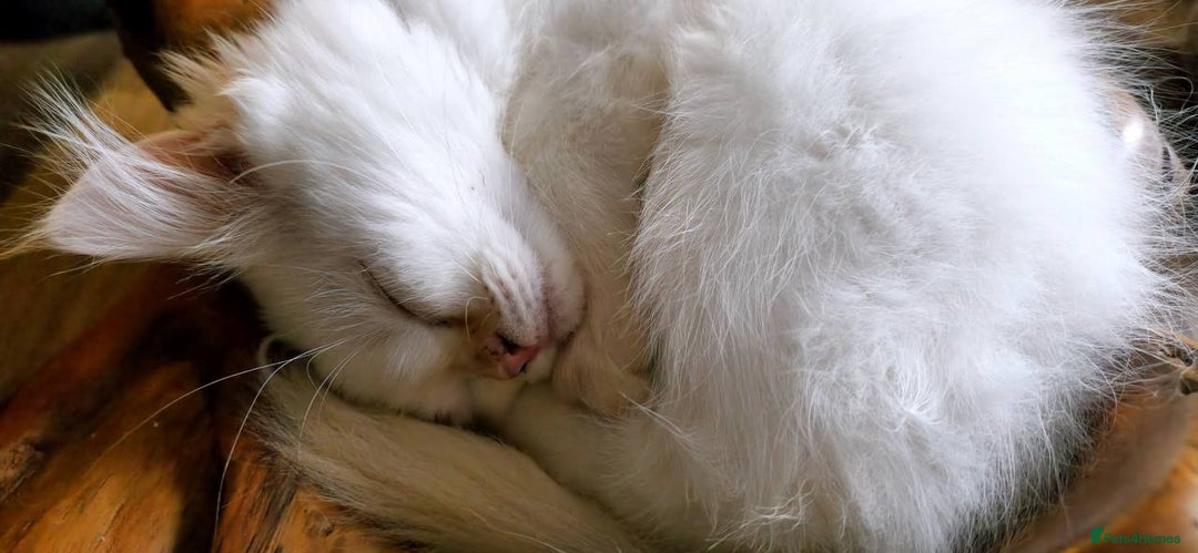 Ragdoll cats for sale: Long-haired Ragdoll Kitten Icy Blue Eyes 💎🐾 - Image 9