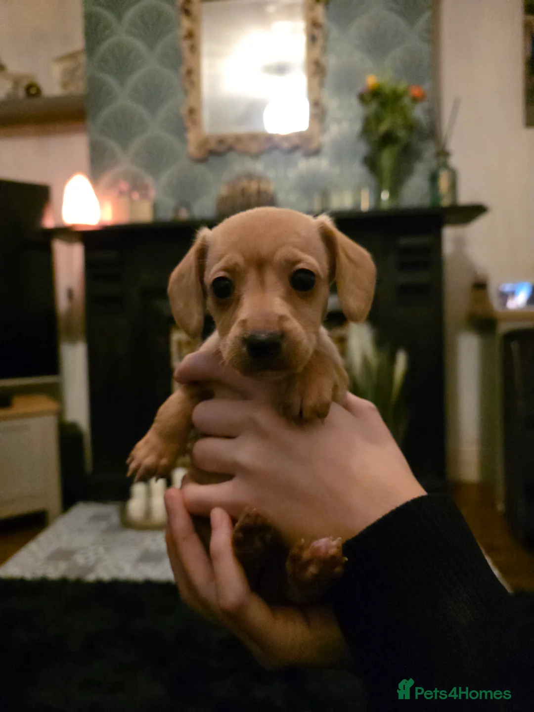 Doxiepoo dogs for sale: 4 beautiful daschund puppies for sale - Advert 2