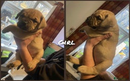 Mixed Breed dogs for sale: Chunky Rottweiler x alpha blue bulldog puppies  - Advert 8