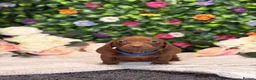 Dachshund dogs for sale: Standard Dachshund Puppies - READY NOW - Advert 21