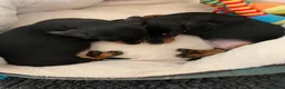 Miniature Dachshund dogs for sale: KC registered quality true miniature dachshunds  in Lingfield - Advert 7