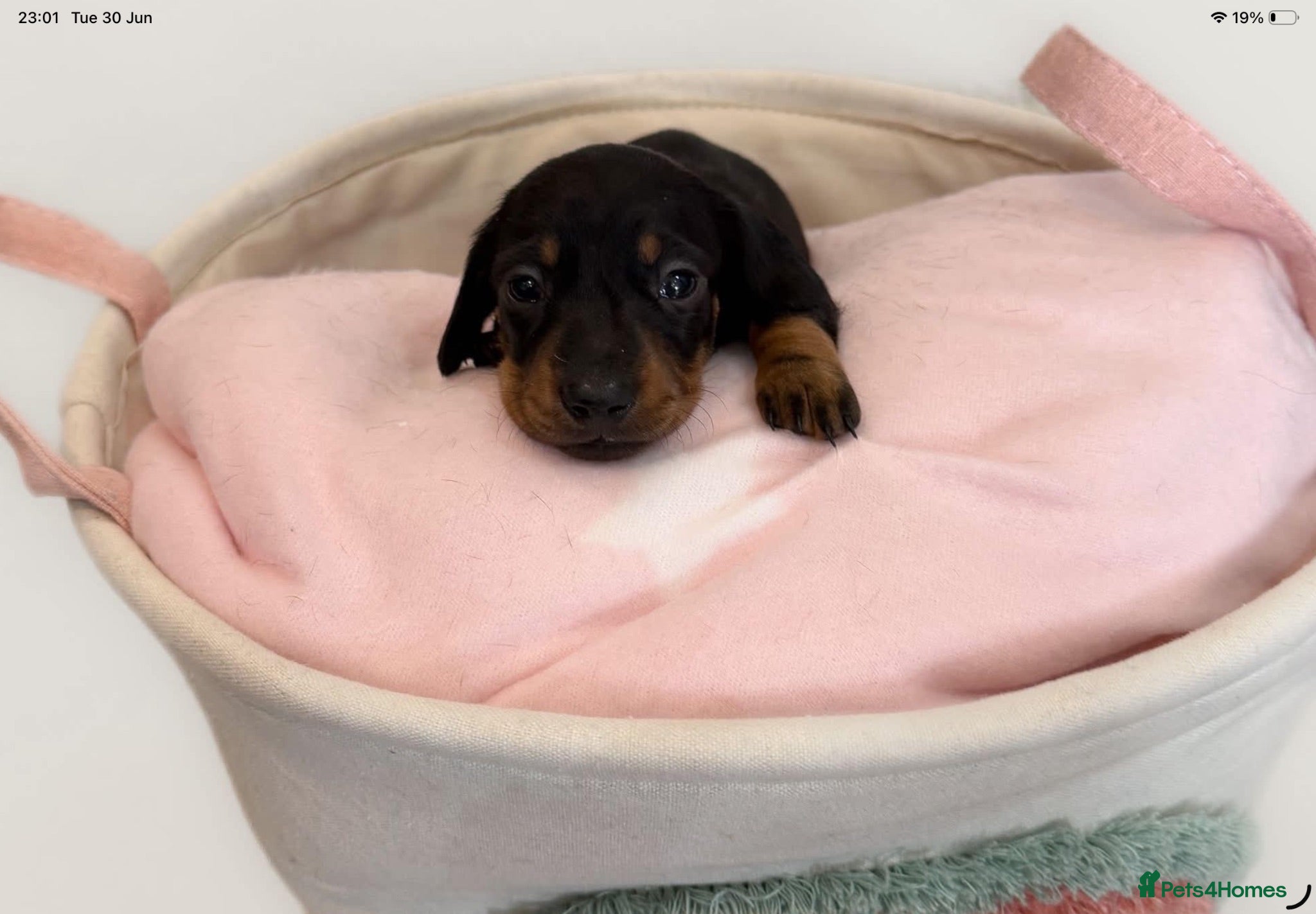 Miniature Dachshund dogs Miniature dachshund pups.KC reg&council licensed - Advert 1
