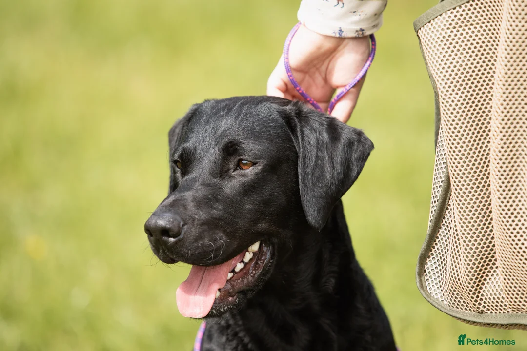 Labrador Retriever dogs for stud: FTCH sired superb lines absolute gent  in Droitwich - Advert 2