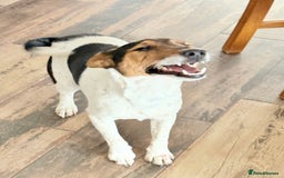 Fox Terrier dogs for adoption: Sweet Mizzo looking for LOVE - Image 6