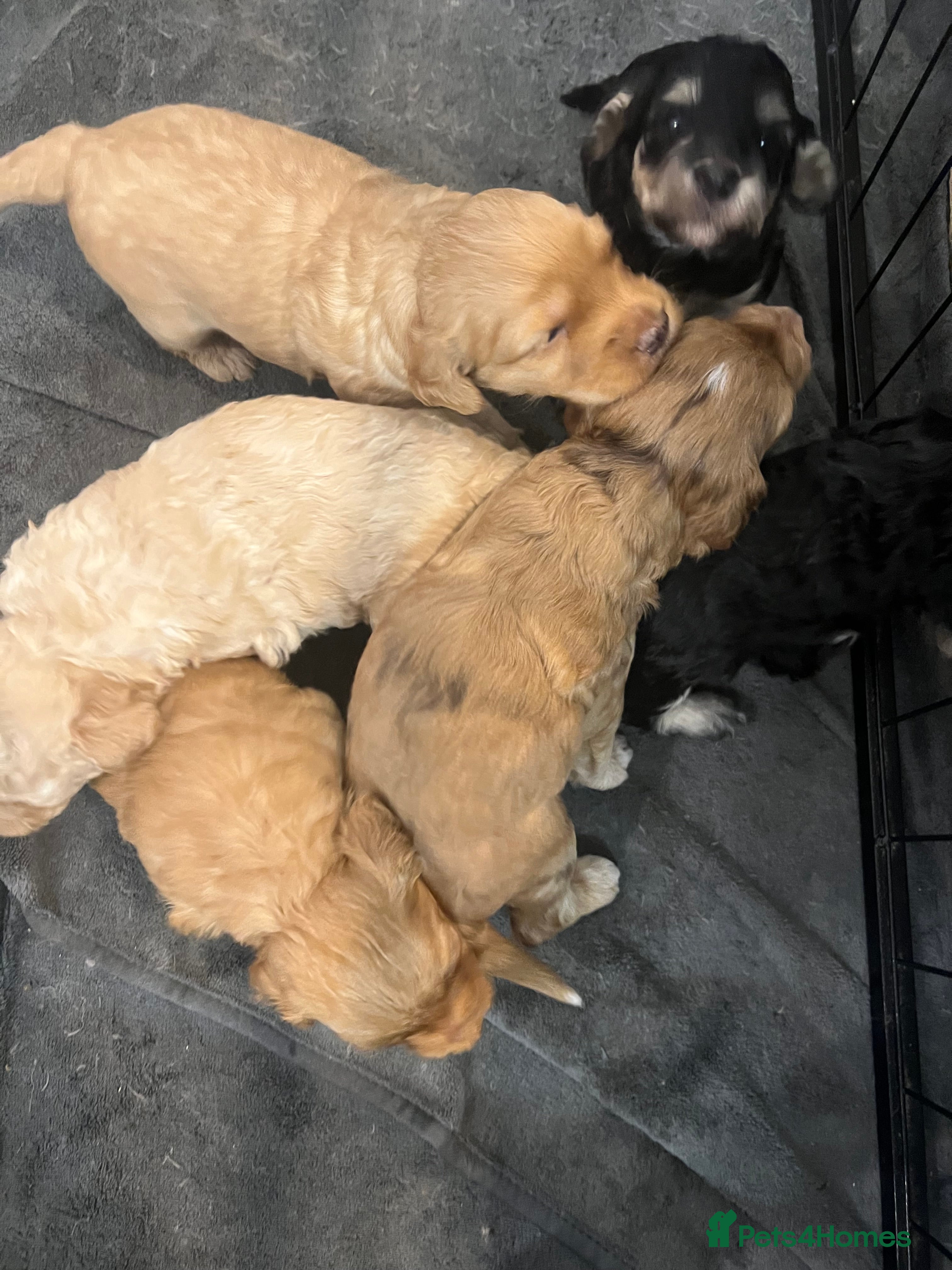 Cockapoo dogs £900 Stunning F1B Miniature Cockapoos - Advert 5
