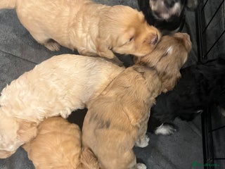 Cockapoo dogs £900 Stunning F1B Miniature Cockapoos - Advert 5