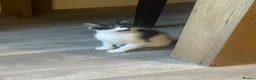 Mixed Breed cats for sale: Girl and boy kittens  in Stockport - Advert 6