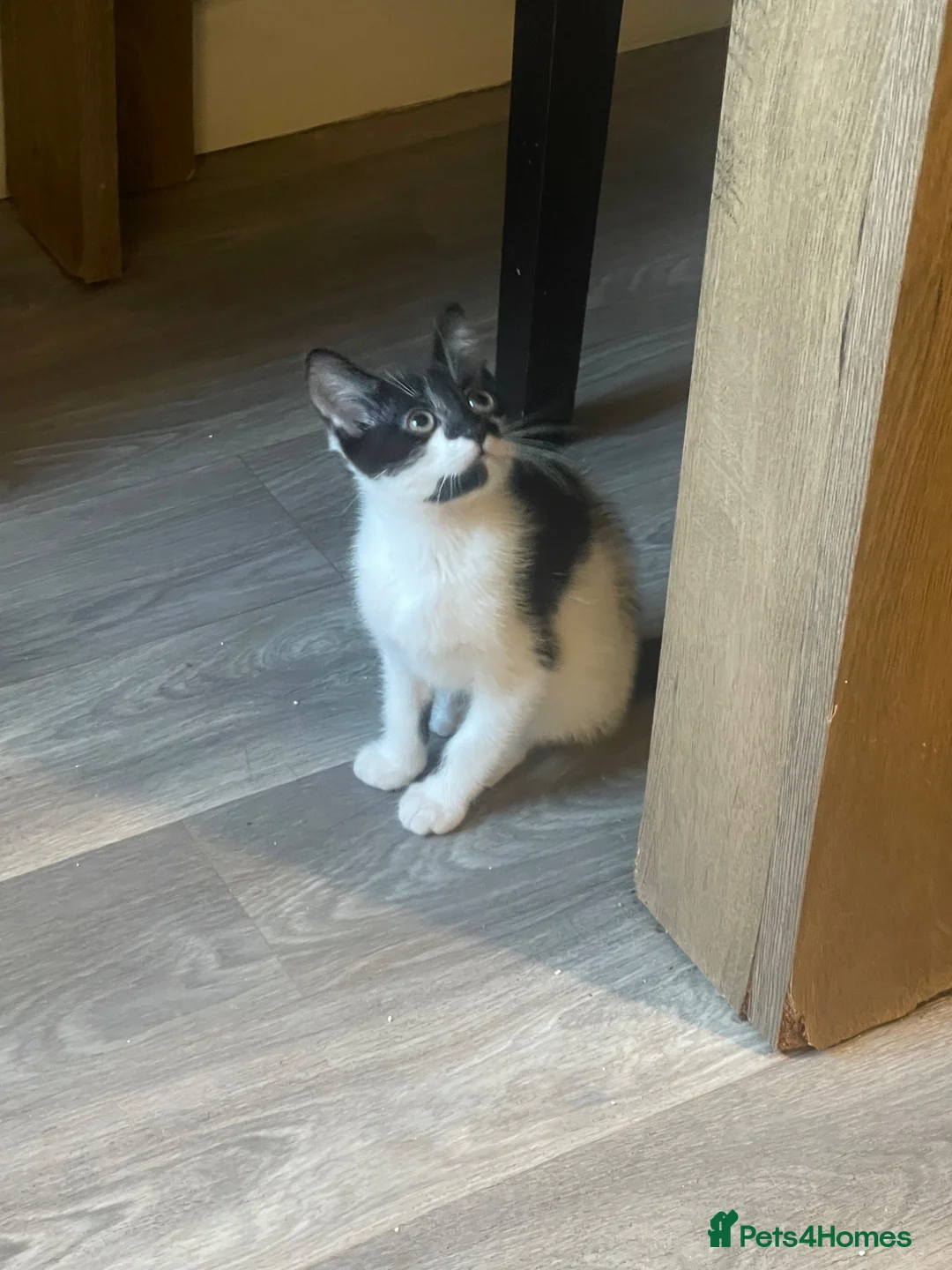 Mixed Breed cats for sale: Girl and boy kittens  in Stockport - Advert 6