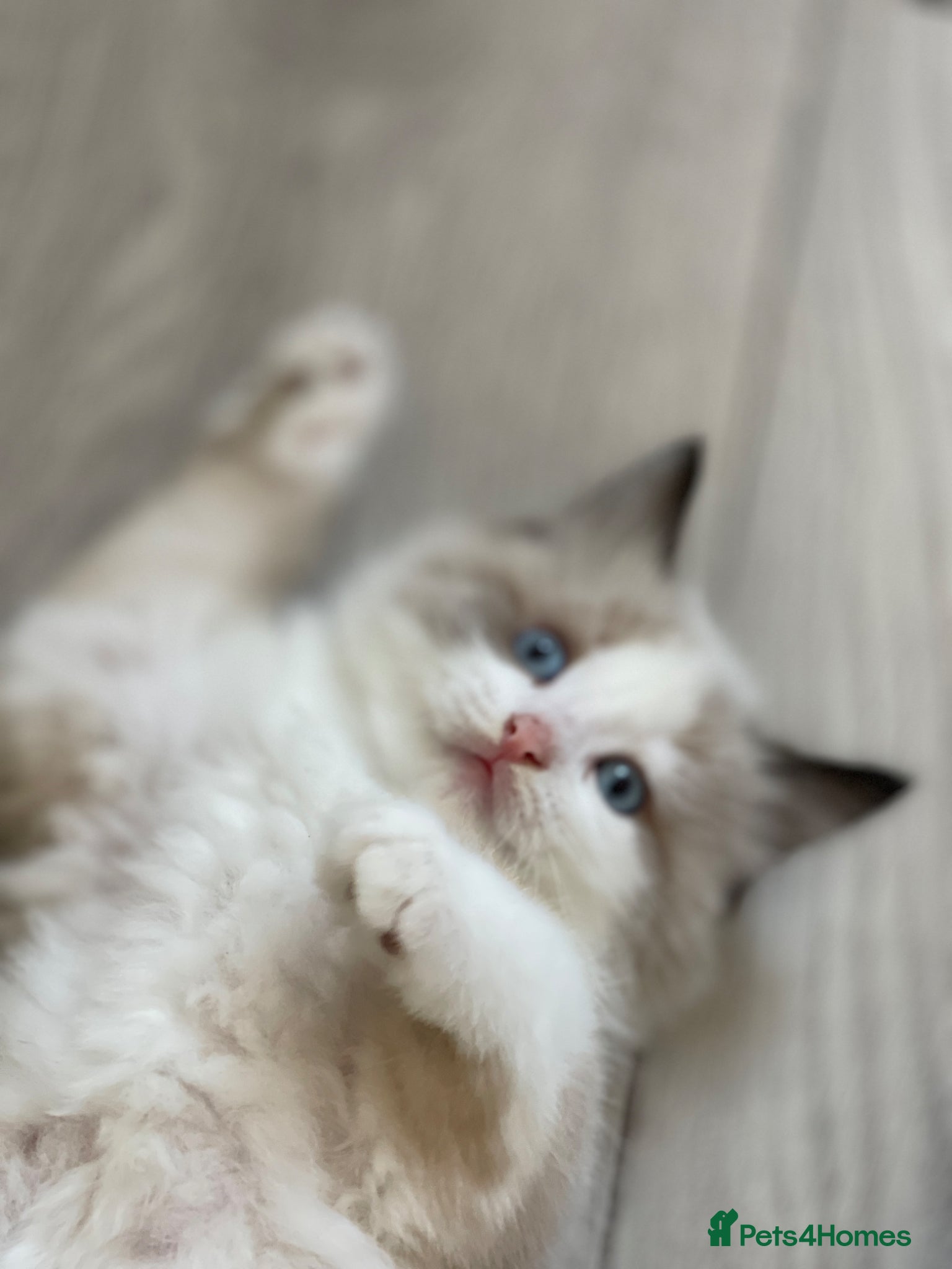 Ragdoll cats for sale: Stunning Blue-Eyed Ragdoll-Type Bicolour Kitten - Advert 3