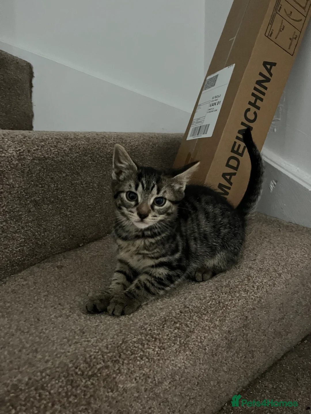 Mixed Breed cats for sale: Kittens available now  - Advert 13
