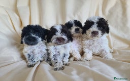 Cockapoo dogs for sale: SUPER PLUSH COATS. F1b Cockapoos. Health Tested - Image 8