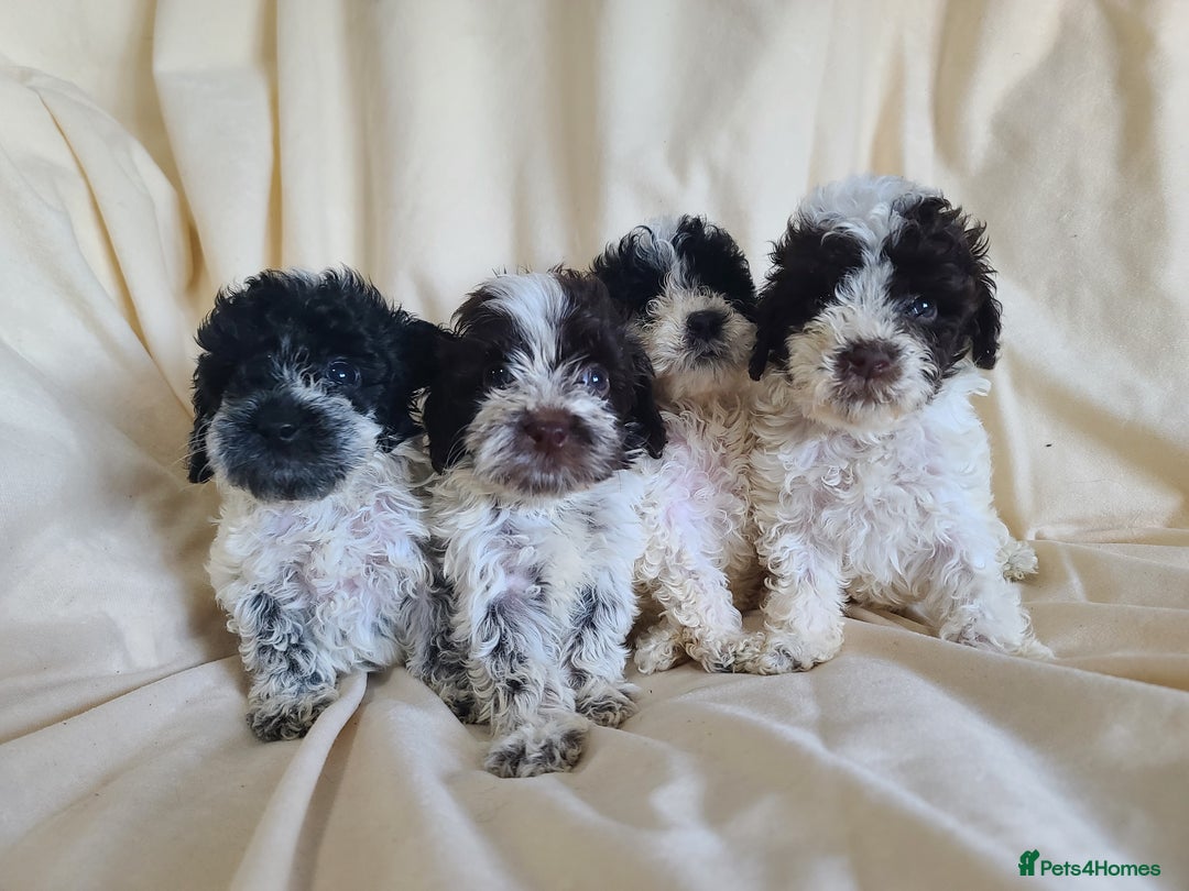 Cockapoo dogs for sale: SUPER PLUSH COATS. F1b Cockapoos. Health Tested - Image 8