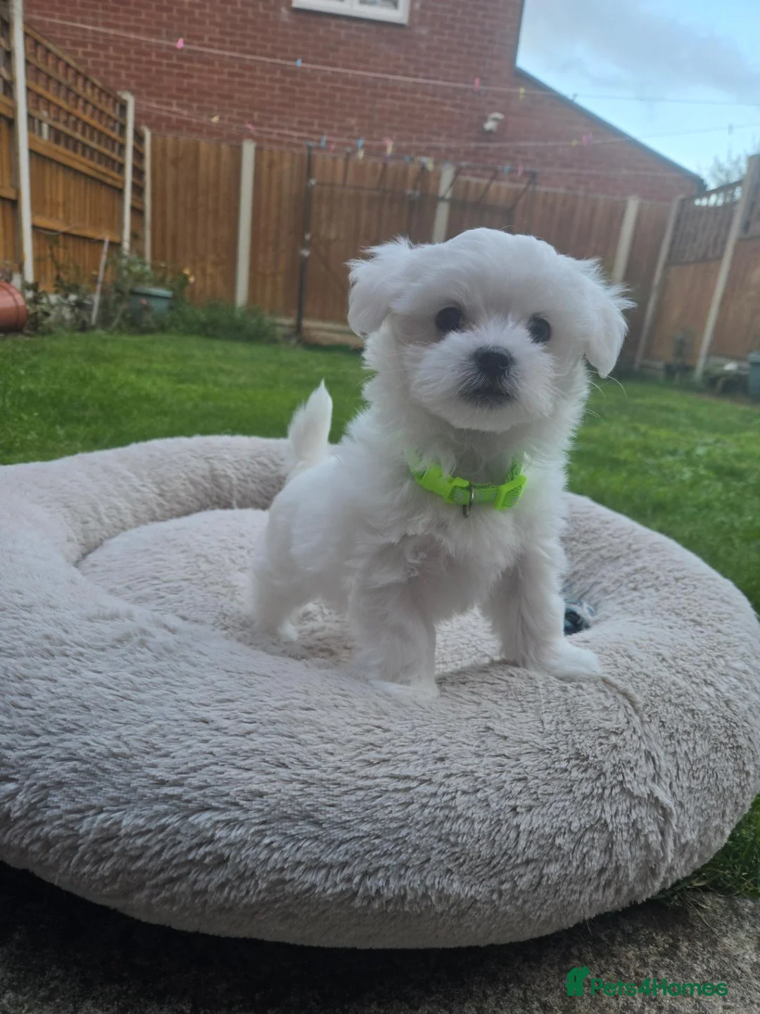 Maltese dogs for sale: Adorable Maltese Puppies Looking for Forever Homes - Advert 1