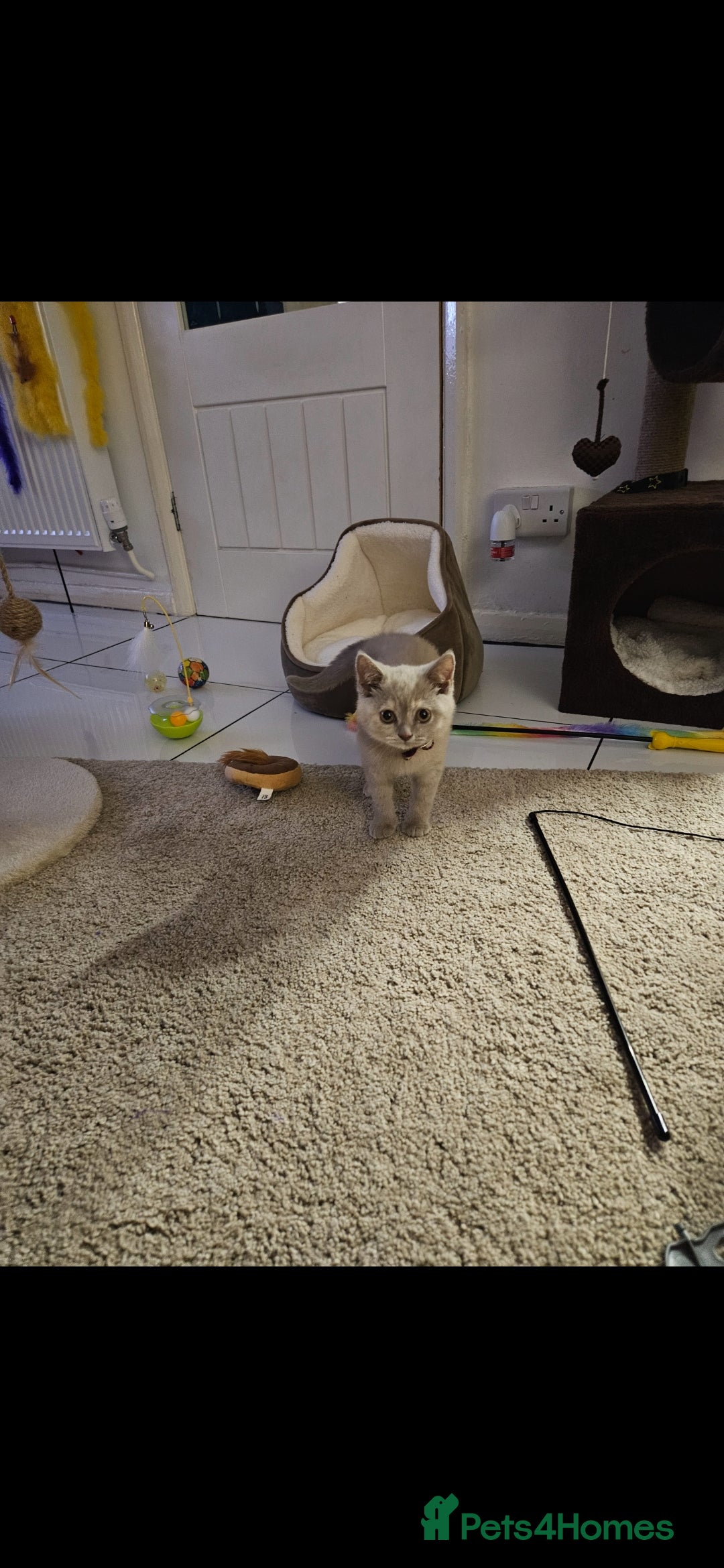British Shorthair cats for sale: Rare lilac British Short Hair Kitten (Female)  - Image 9