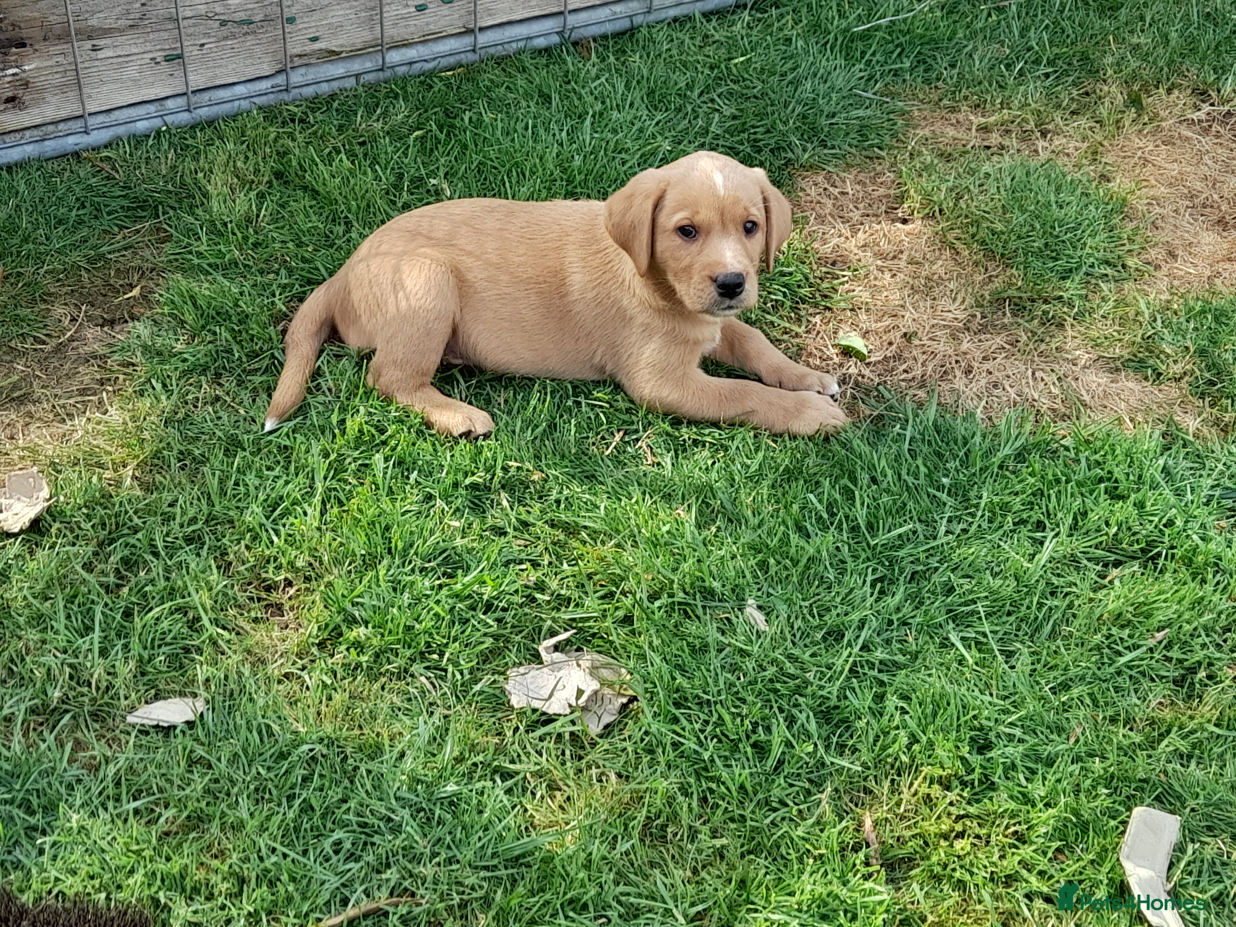 Labrador Retriever dogs Fox Red Labrador Puppies ready 05.06.26 - Advert 12