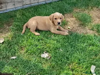 Labrador Retriever dogs Fox Red Labrador Puppies ready 05.06.26 - Advert 1