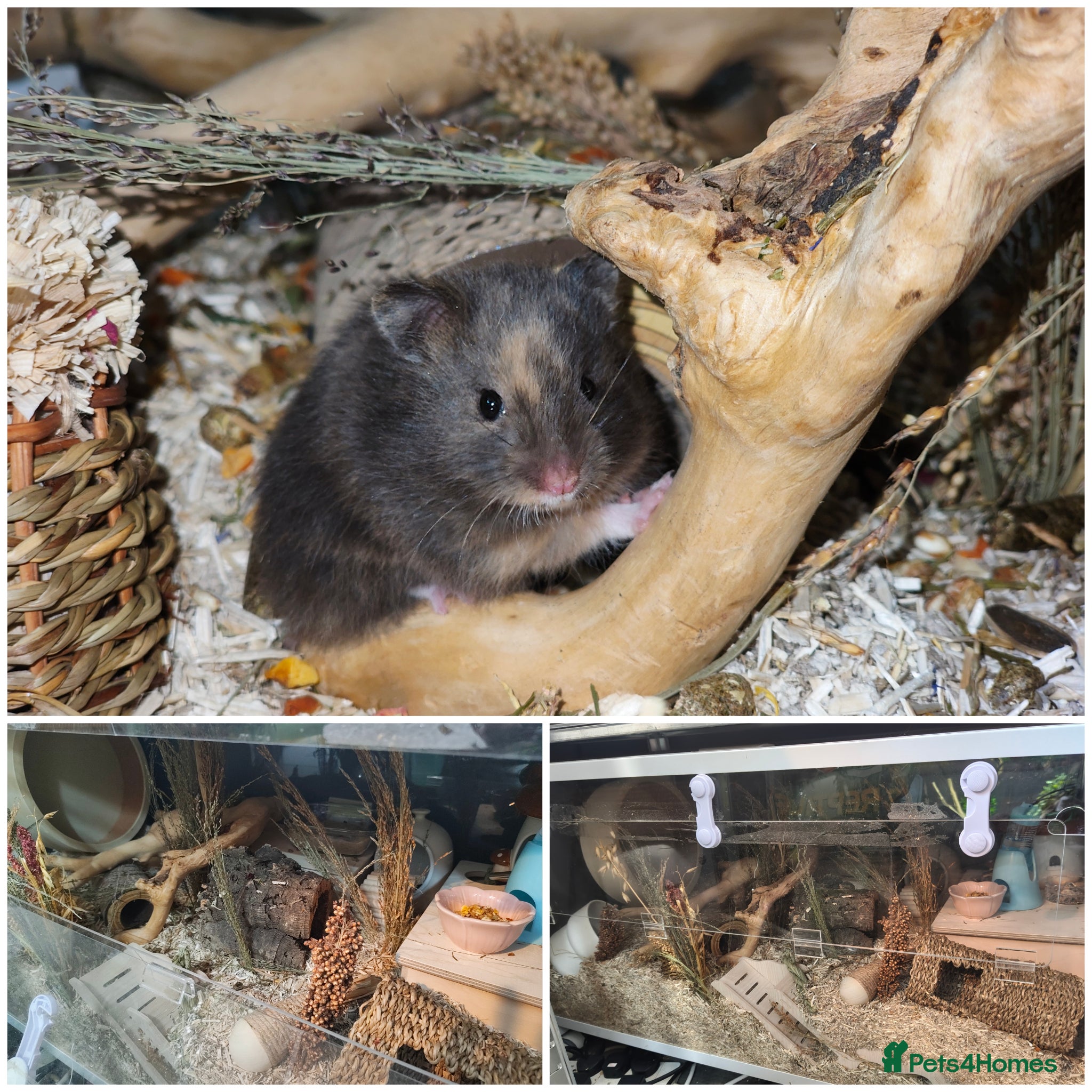 Hamster rodents 3 beautiful hamsters with thier enclosures - Advert 18