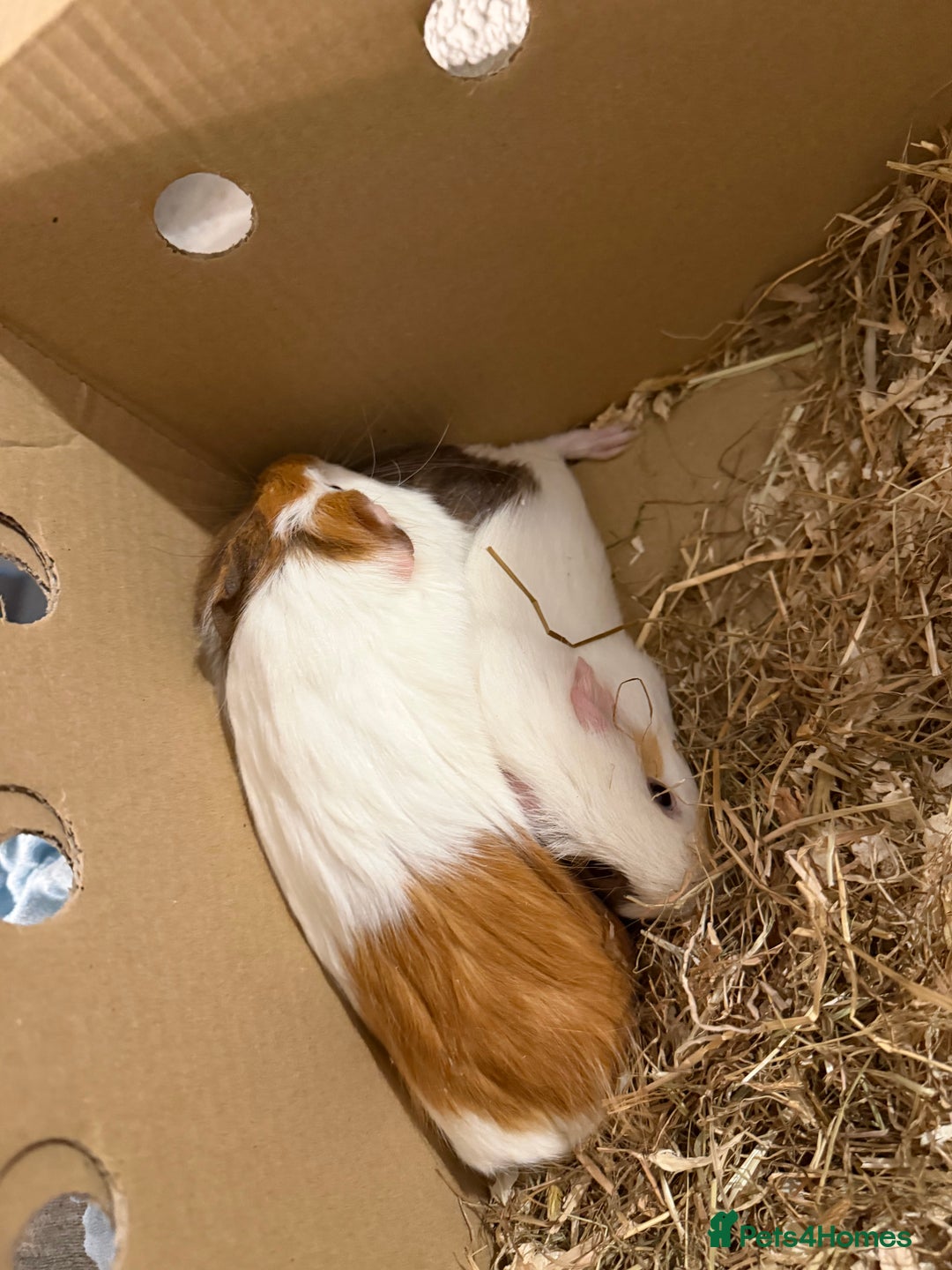 Guinea Pig rodents for sale: 2 female and 1 male  - Advert 2