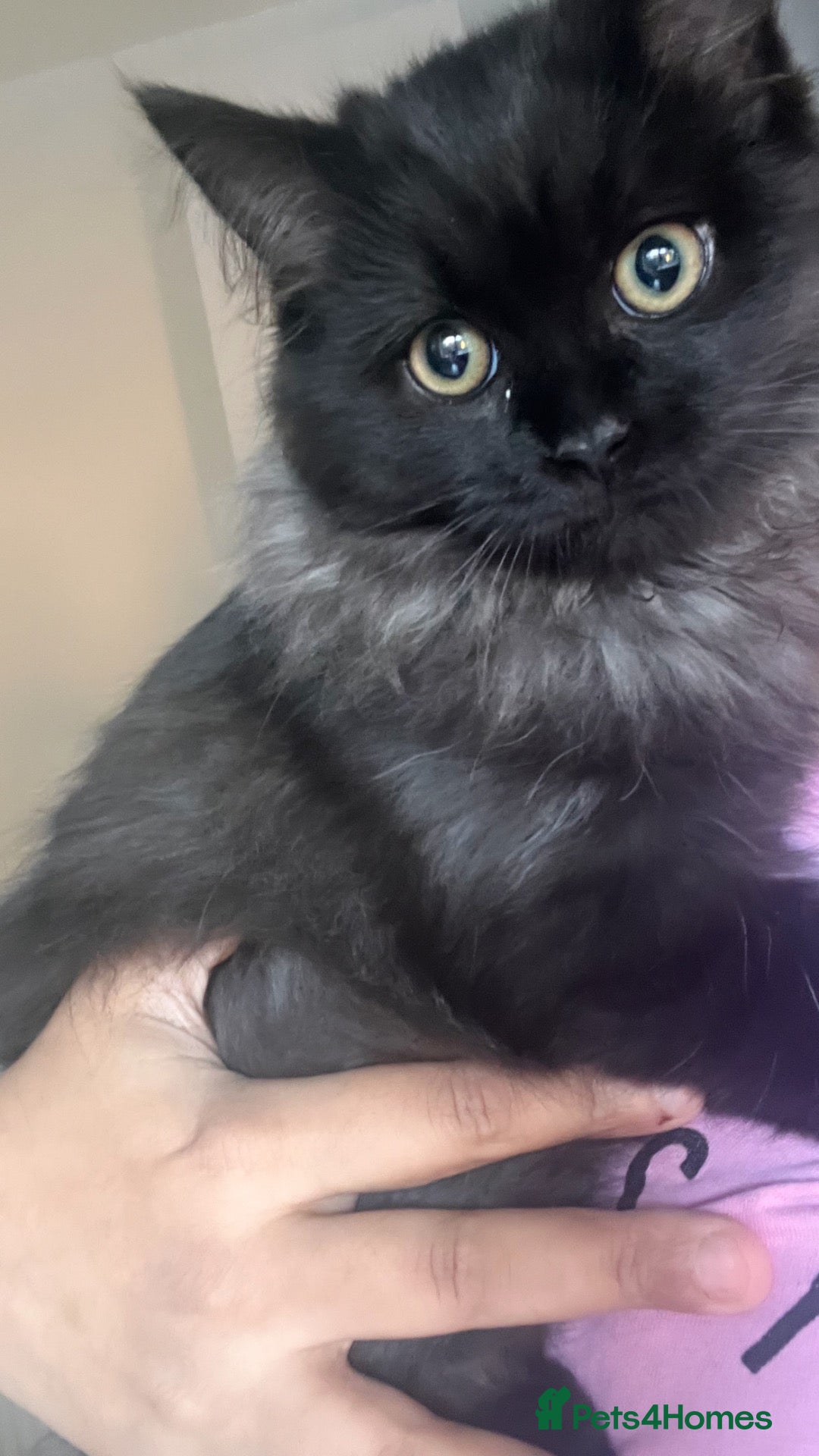 Ragdoll cats for sale: Two beautiful ragdoll brothers  - Advert 2