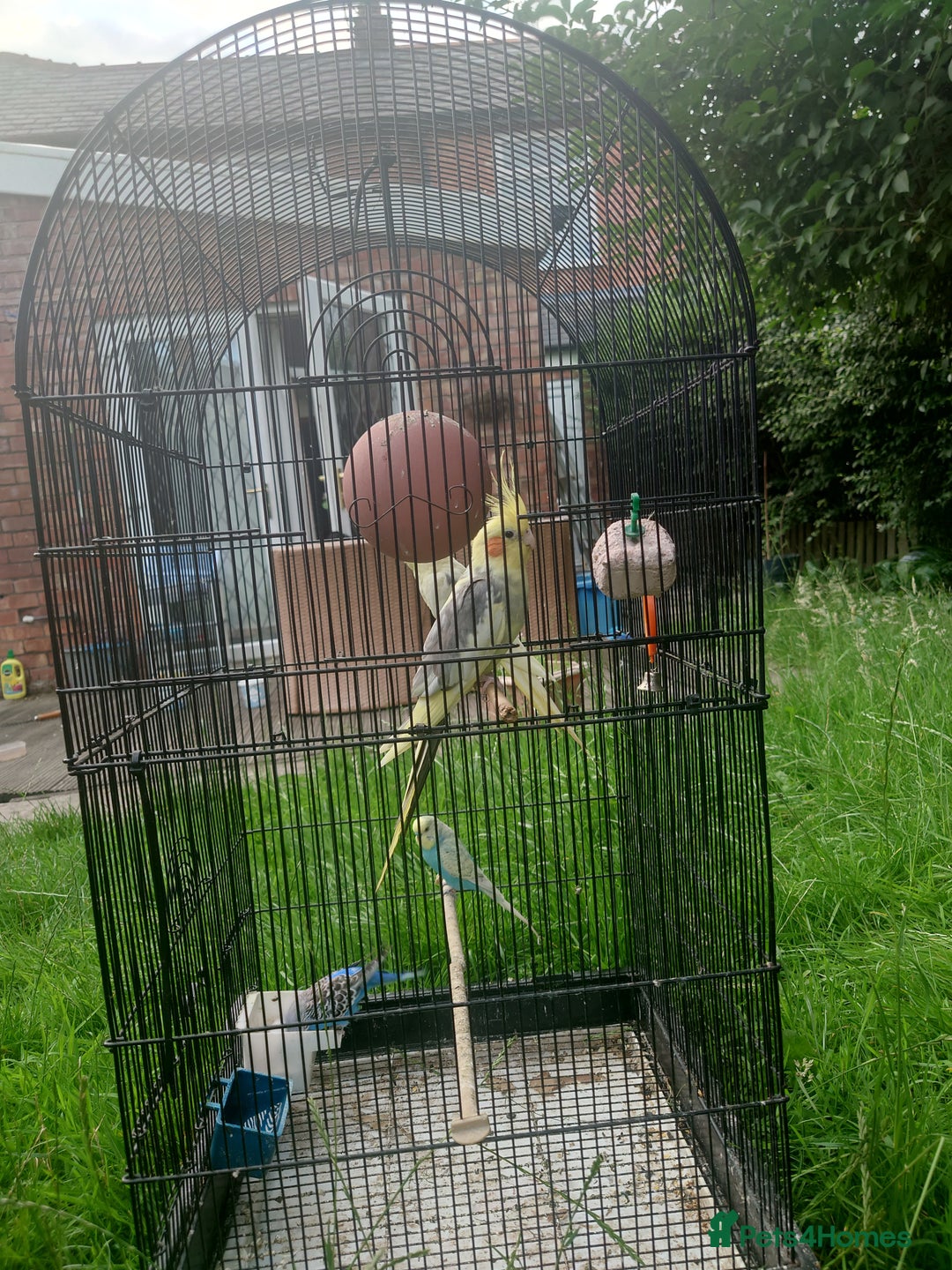 Cockatiels birds for sale: 2 Cockatiels & 2 Budgies with Cage in Preston - Image 11