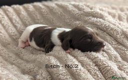 English Springer Spaniel dogs for sale: Springer Spaniel Puppies For Sale! - Image 6
