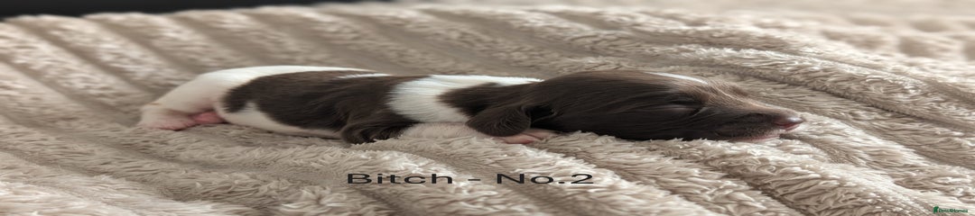 English Springer Spaniel Puppy 2
