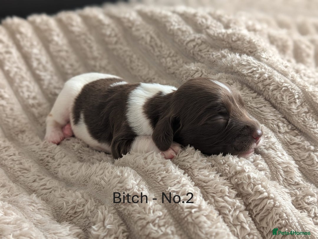 English Springer Spaniel dogs for sale: Springer Spaniel Puppies For Sale! - Image 6