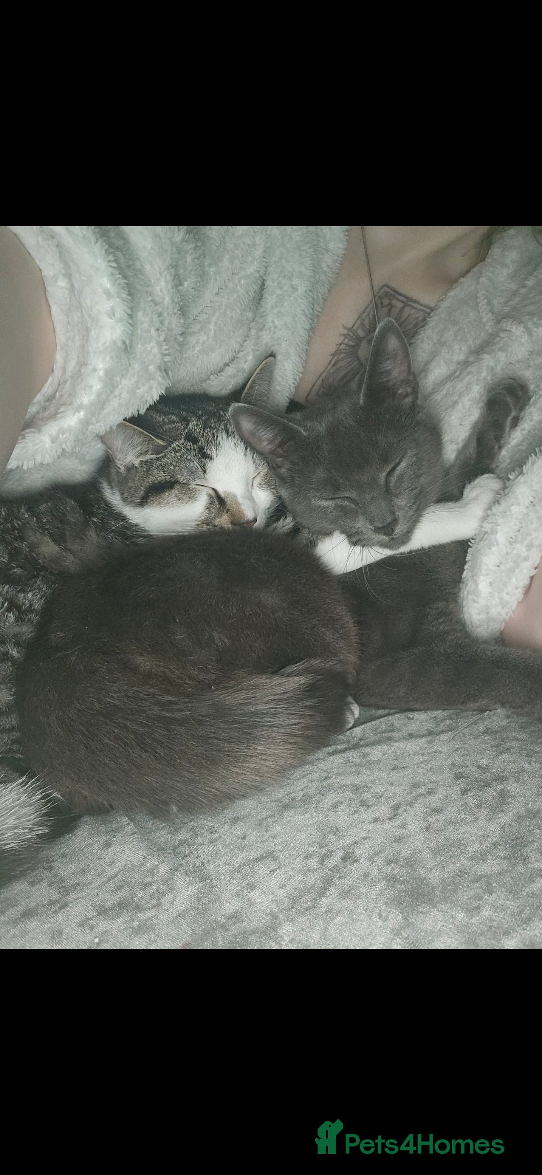 Mixed Breed cats for sale: 6 beautiful kittens  - Advert 3