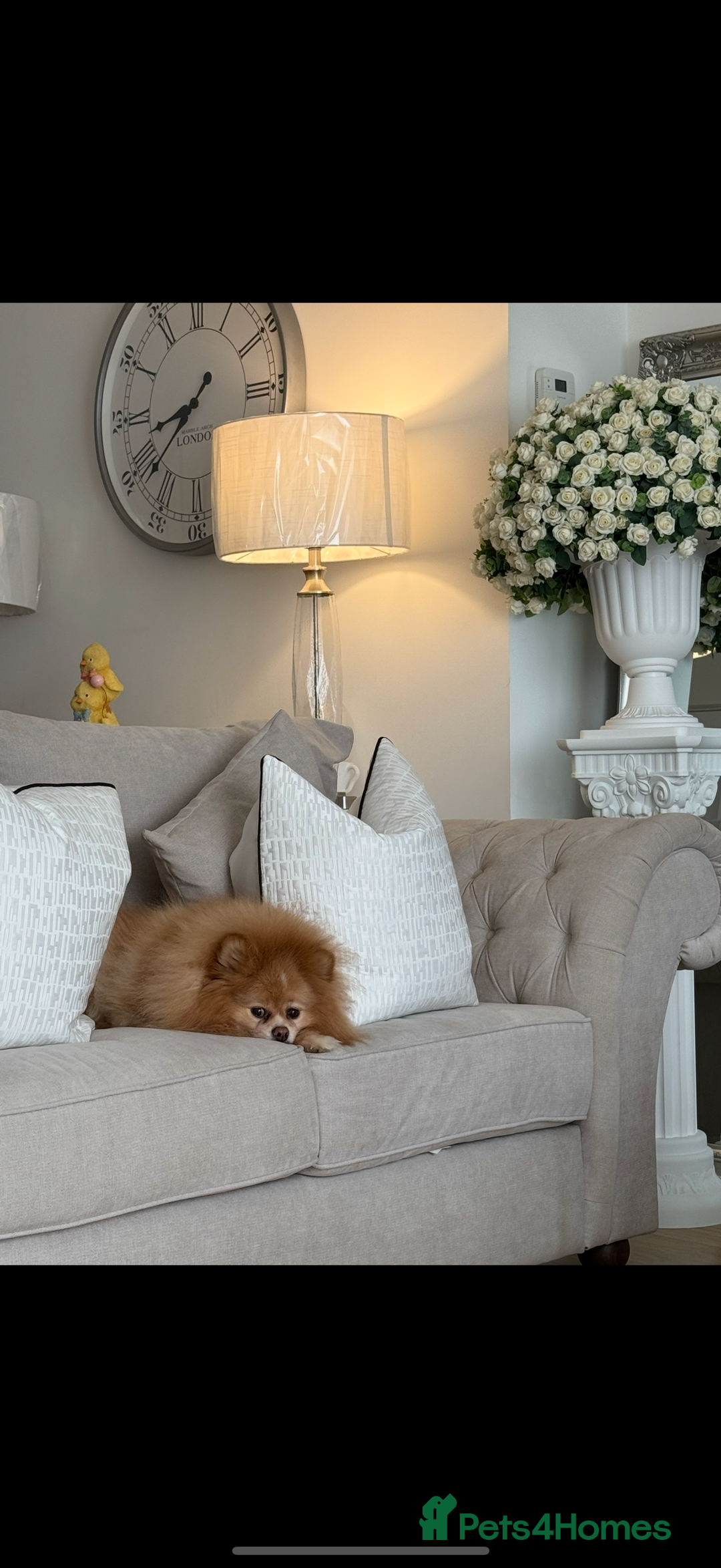 Pomeranian dogs for sale: Thick bear coat Pomeranian male - Image 6