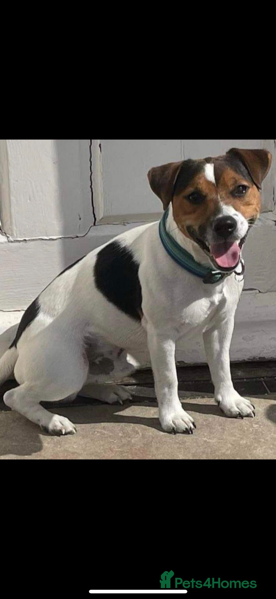 Jack Russell dogs Jack Russell Stud  - Advert 1